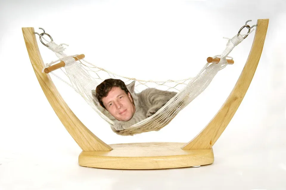 hammock with a cat