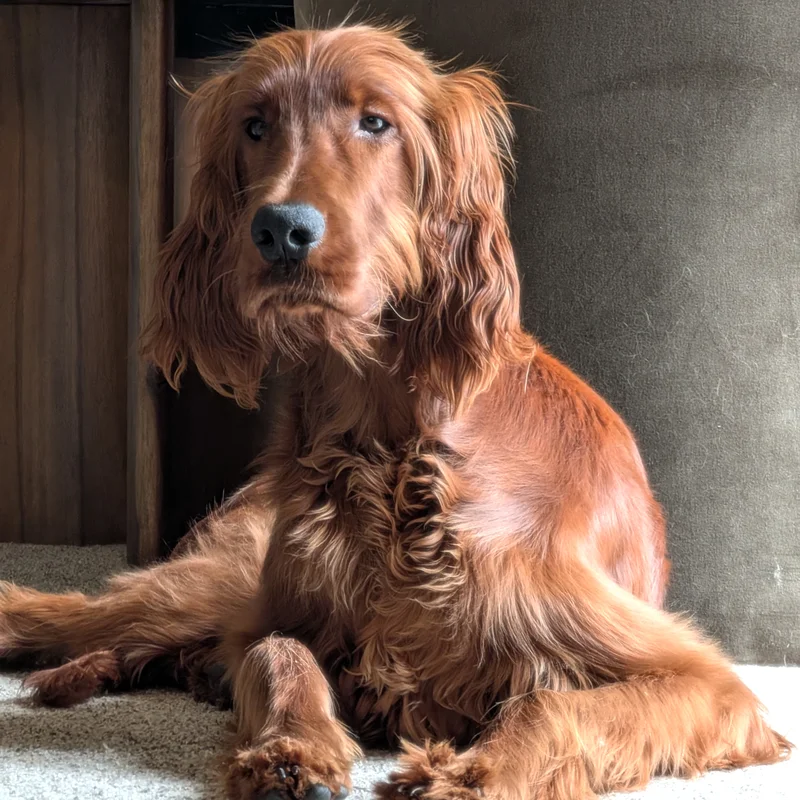 Image of my sweet pup Otto, Irish Setter 7 months