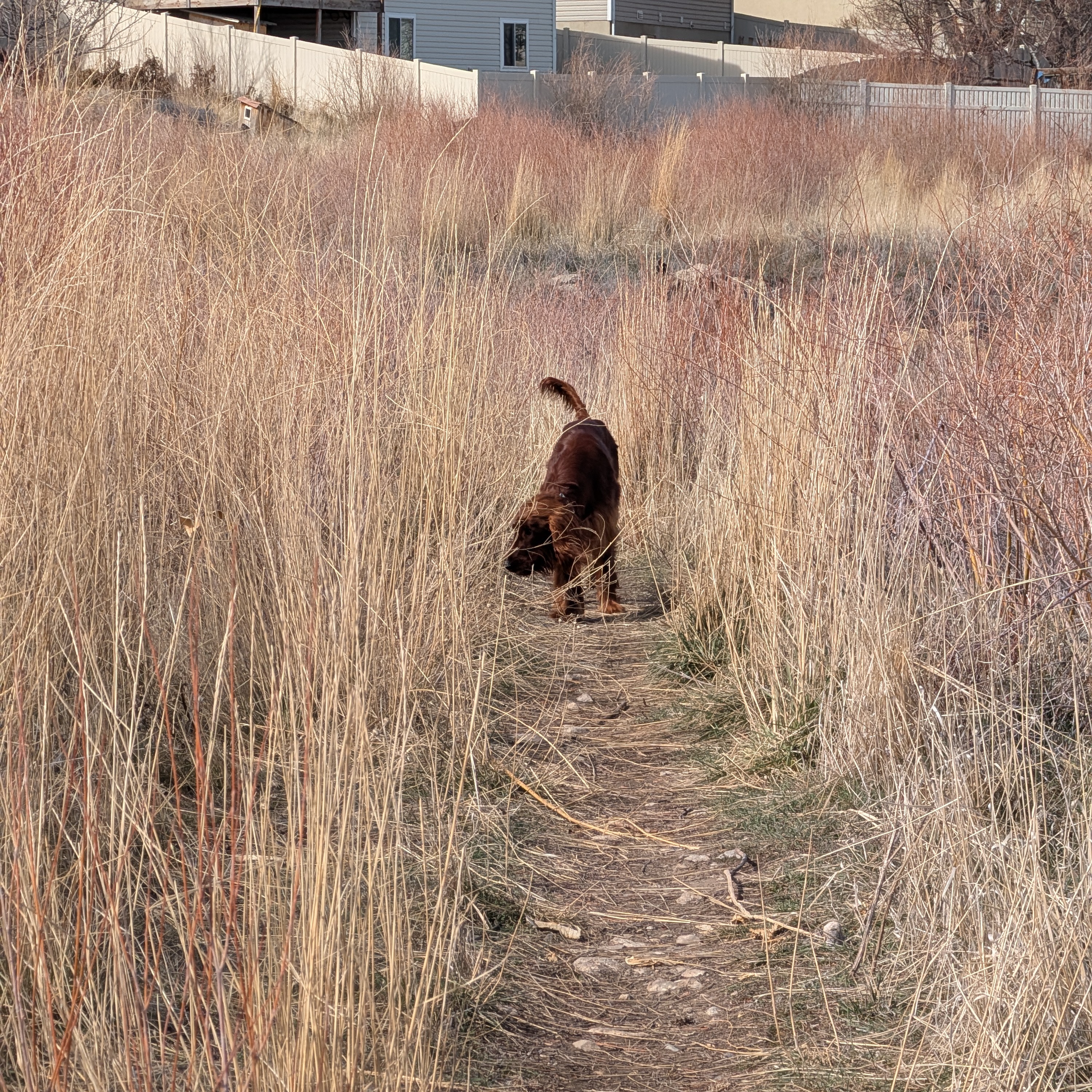 Dog Based Search Path